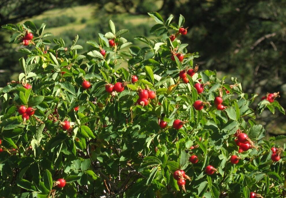 Rosehip para sa pagpapalaki ng titi