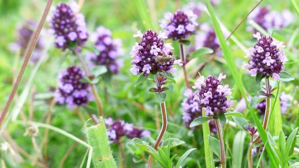 Thyme herbs para sa pagpapalaki ng titi